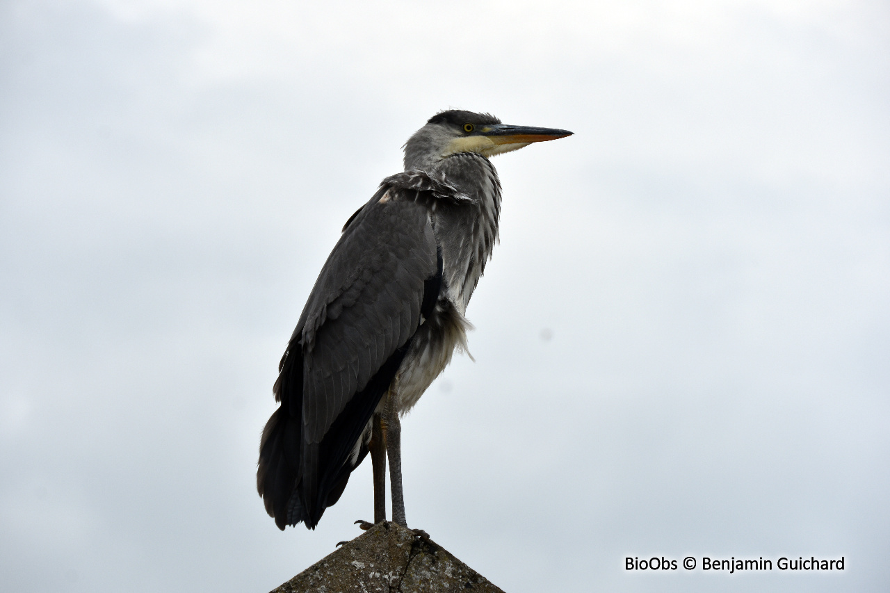 Héron cendré Ardea cinerea BioObs