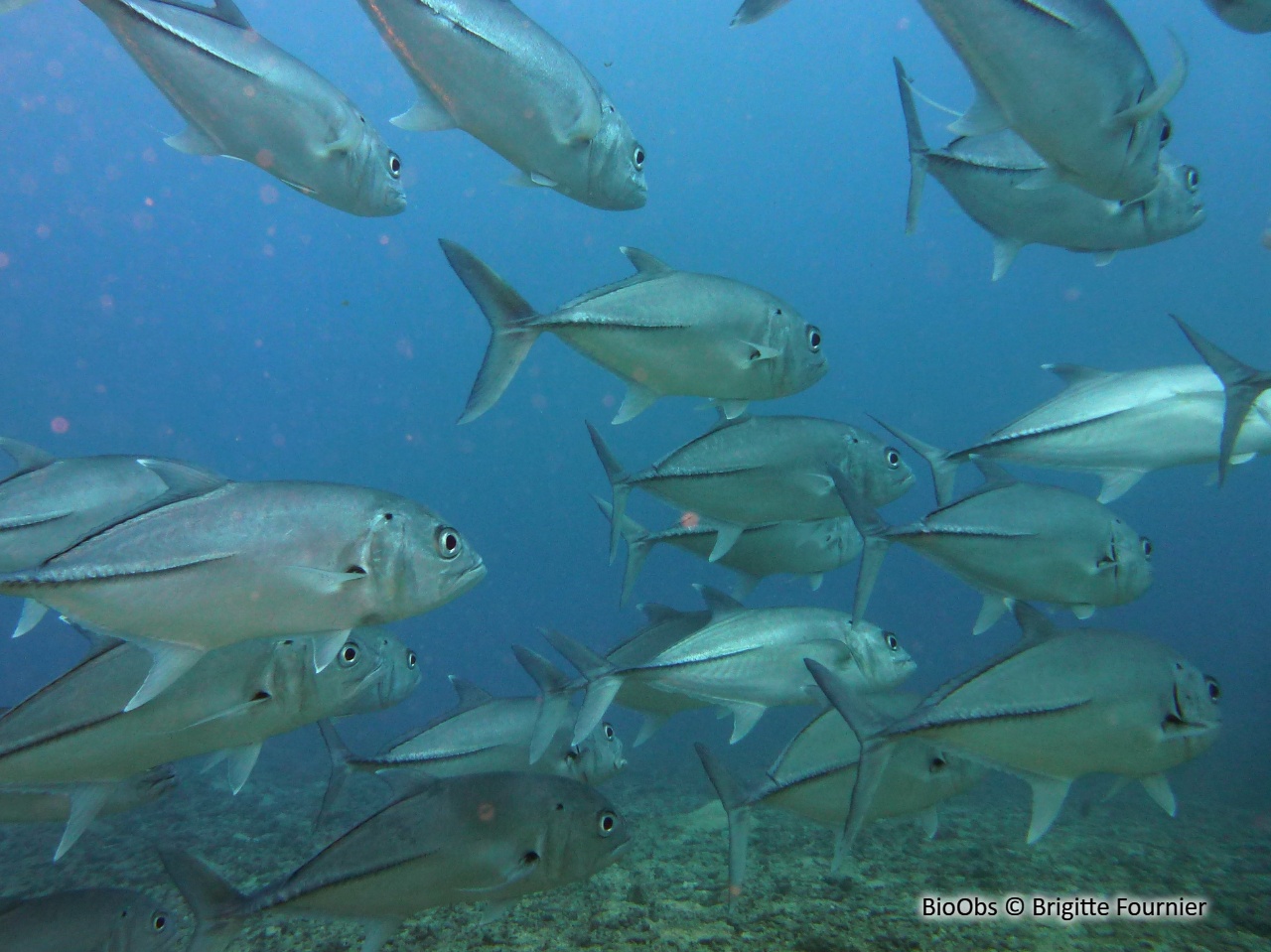 Carangue Vorace Caranx Sexfasciatus BioObs