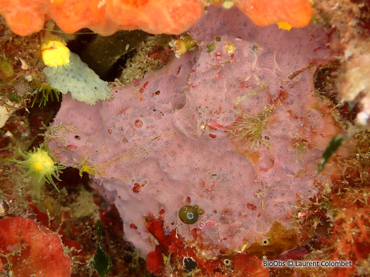 Eponge fibreuse rose - Hexadella racovitzai - Laurent Colombet - BioObs