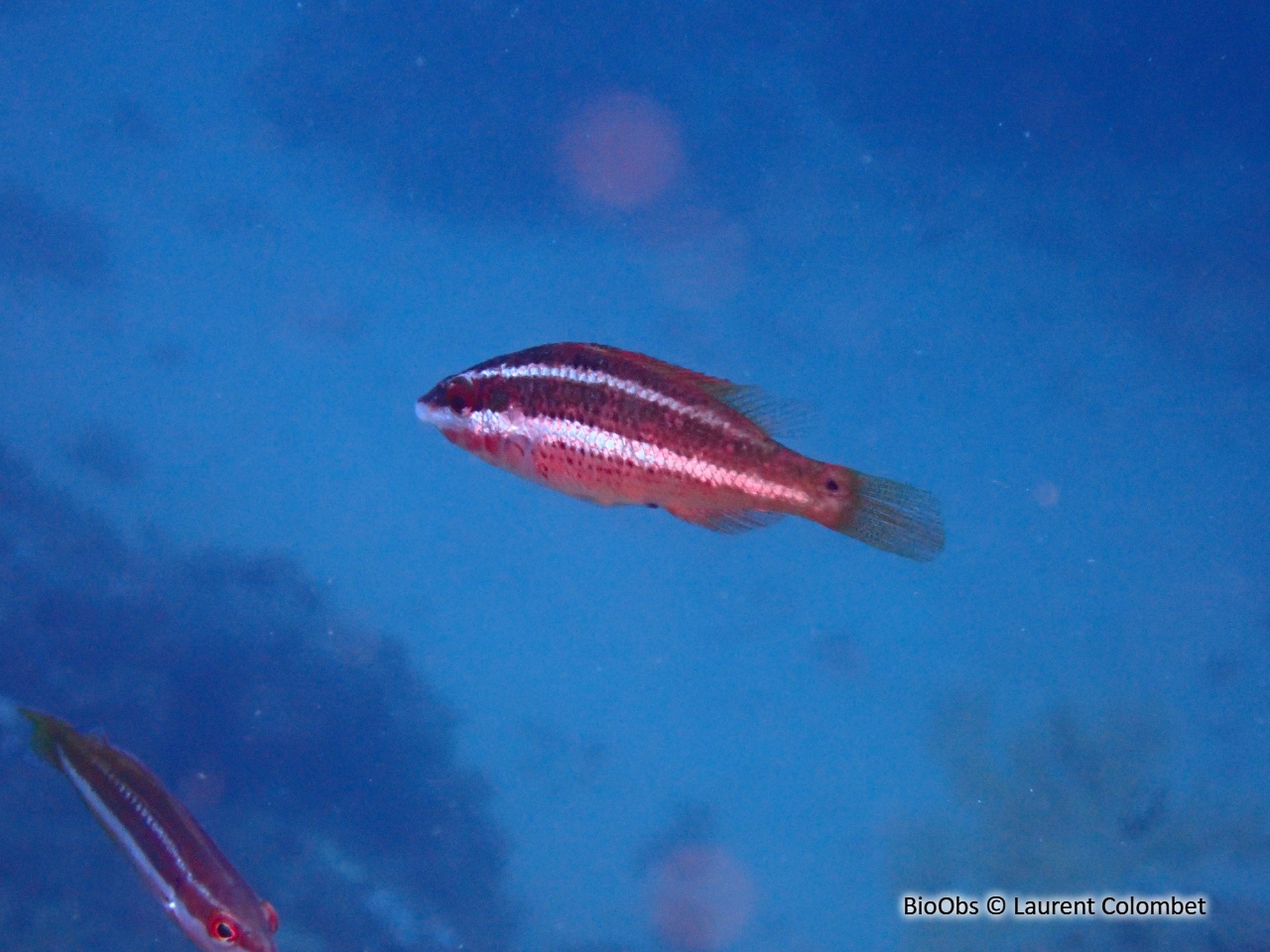 Crénilabre de Doderlein - Symphodus doderleini - Laurent Colombet - BioObs