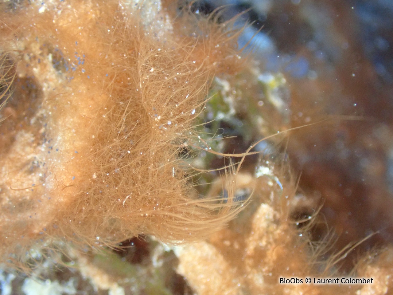 Polysiphonia - Womersleyella setacea - Laurent Colombet - BioObs