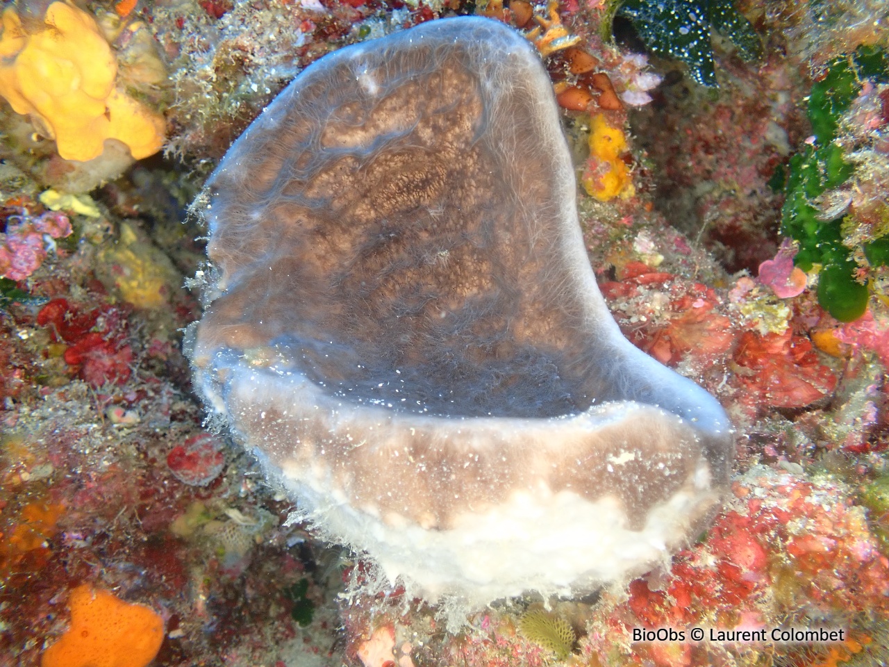 Eponge calice de Nicée - Calyx nicaeensis - Laurent Colombet - BioObs