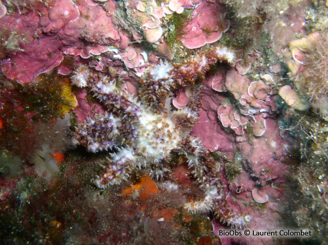 Etoile de mer épineuse - Coscinasterias tenuispina - Laurent Colombet - BioObs