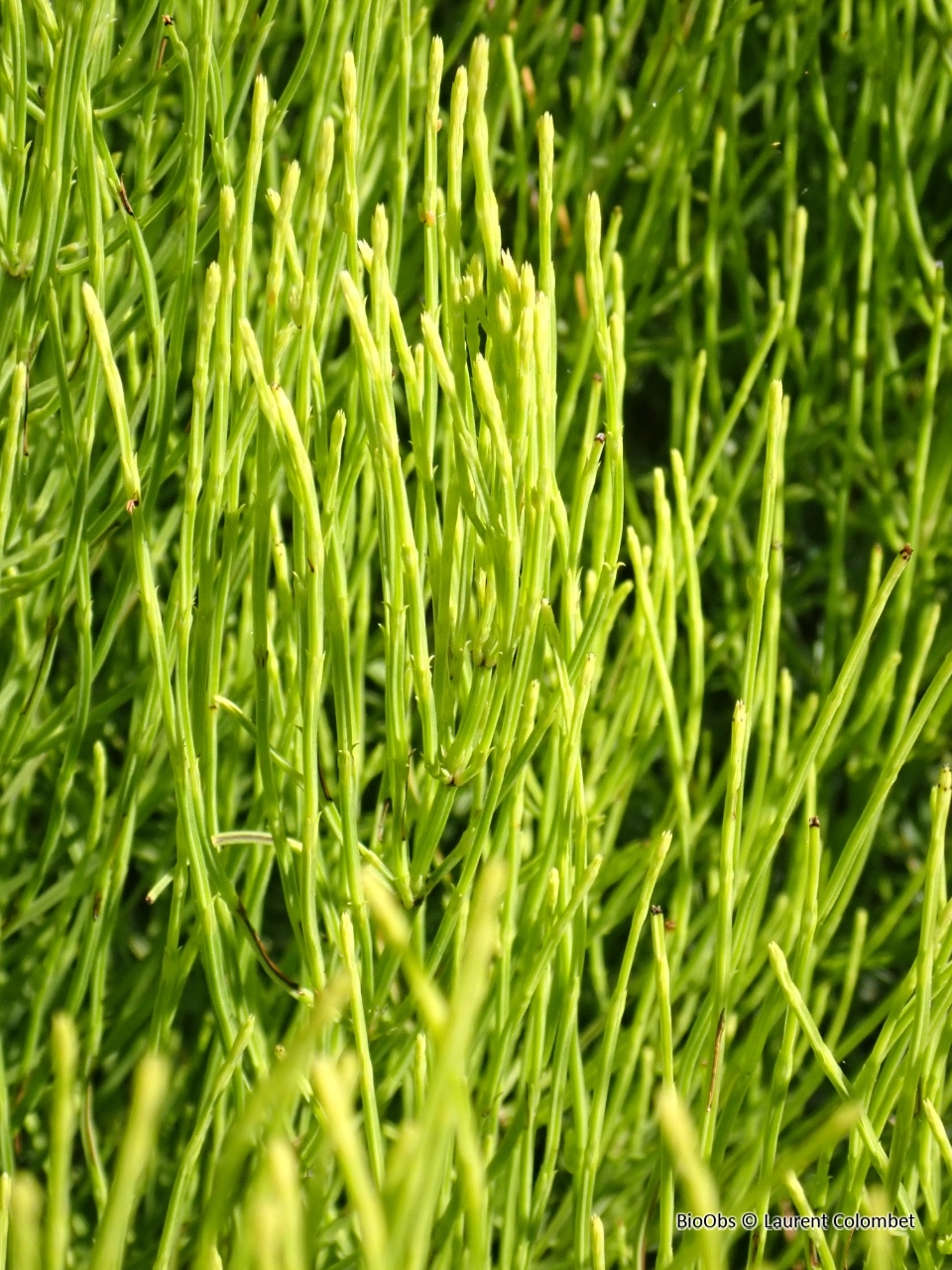 Prêle des champs - Equisetum arvense - Laurent Colombet - BioObs