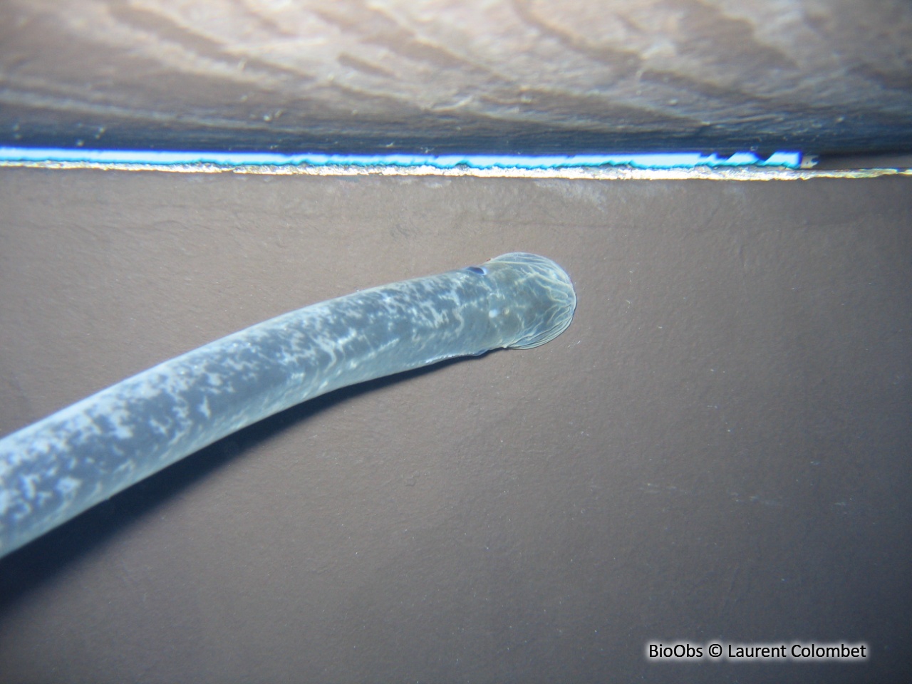 Lamproie marine - Petromyzon marinus - Laurent Colombet - BioObs