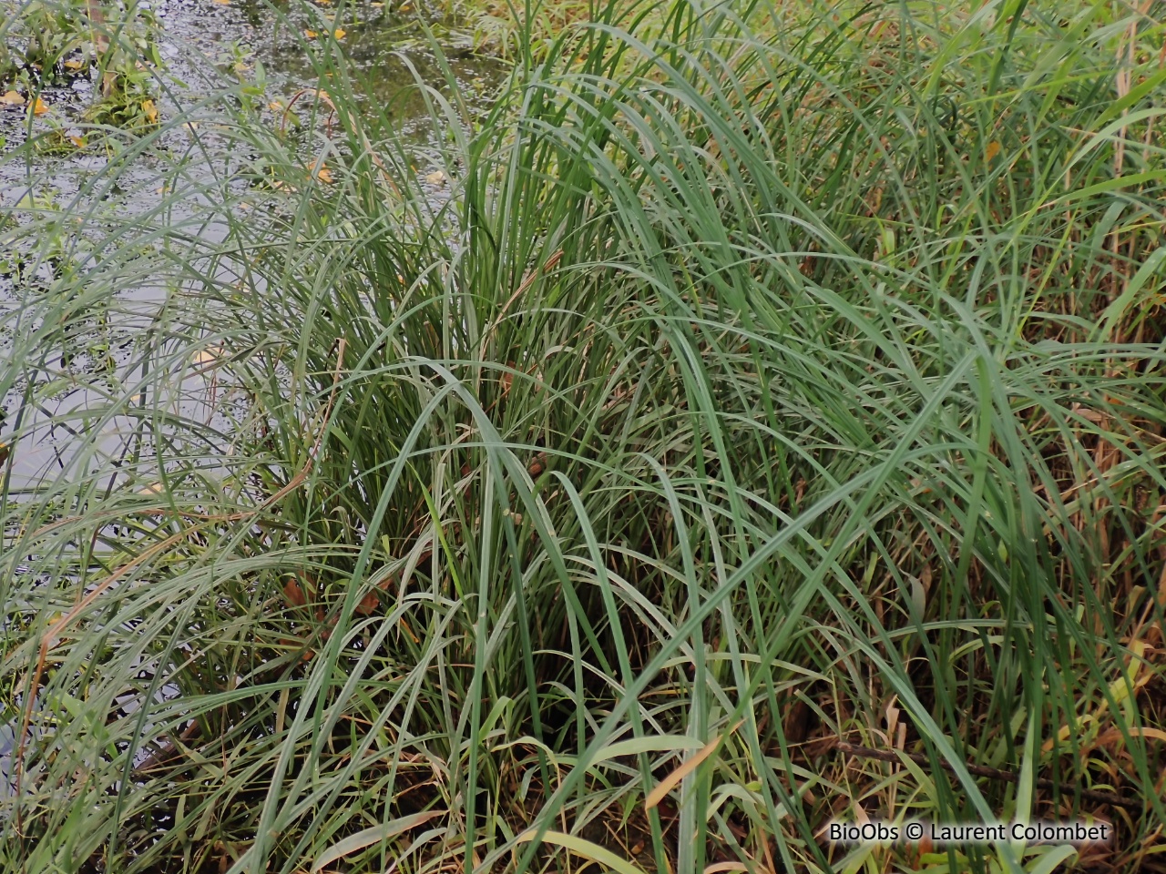 Laîche élevée - Carex elata - Laurent Colombet - BioObs