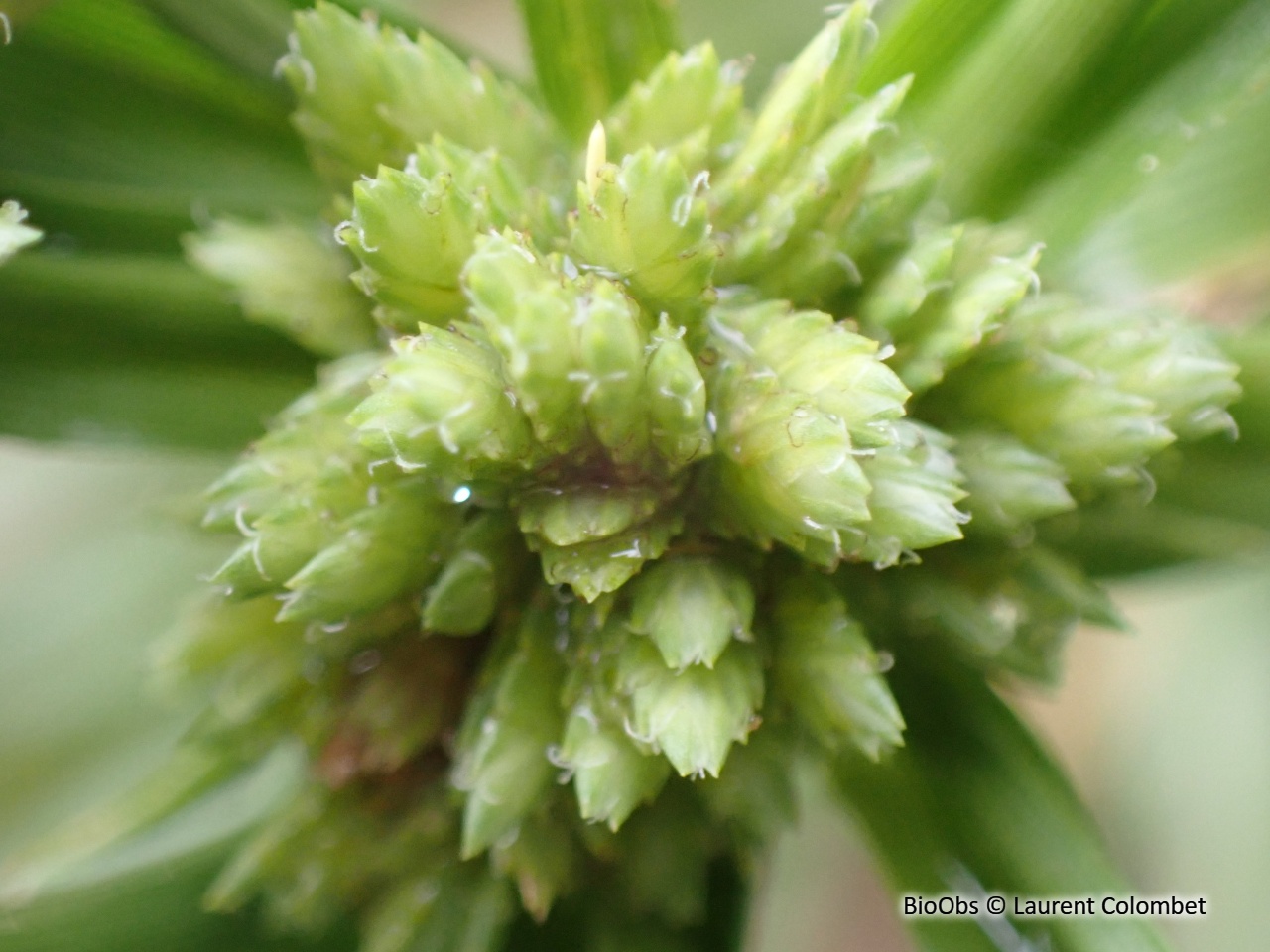 Souchet robuste - Cyperus eragrostis - Laurent Colombet - BioObs