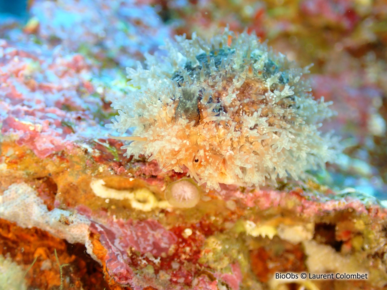 Porcelaine souillée - Naria spurca - Laurent Colombet - BioObs