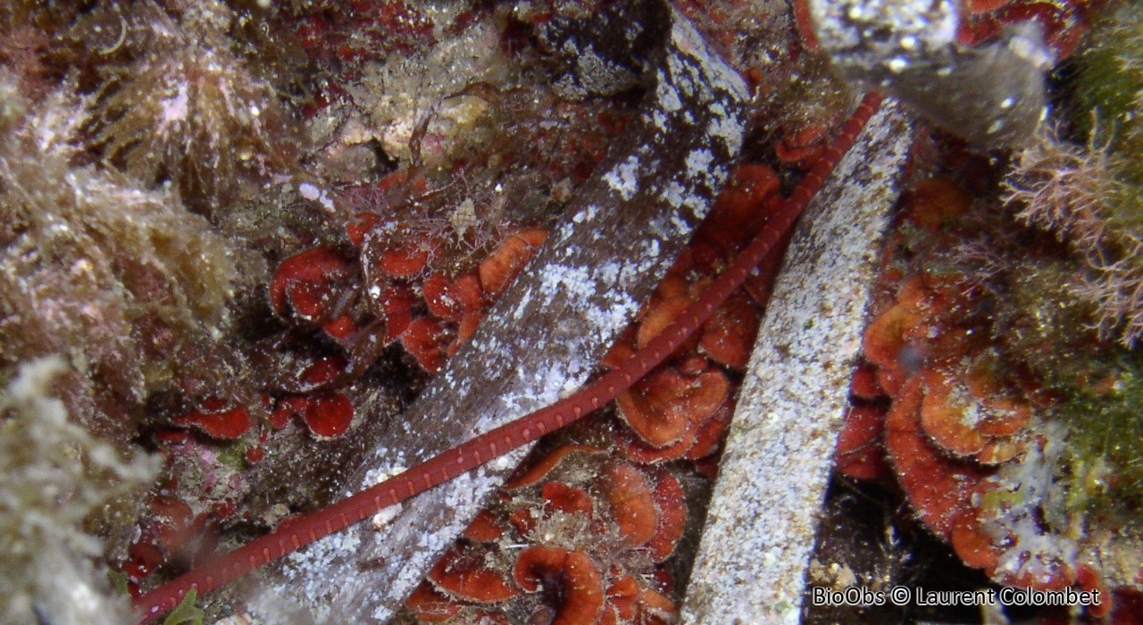 Nérophis tacheté - Nerophis maculatus - Laurent Colombet - BioObs