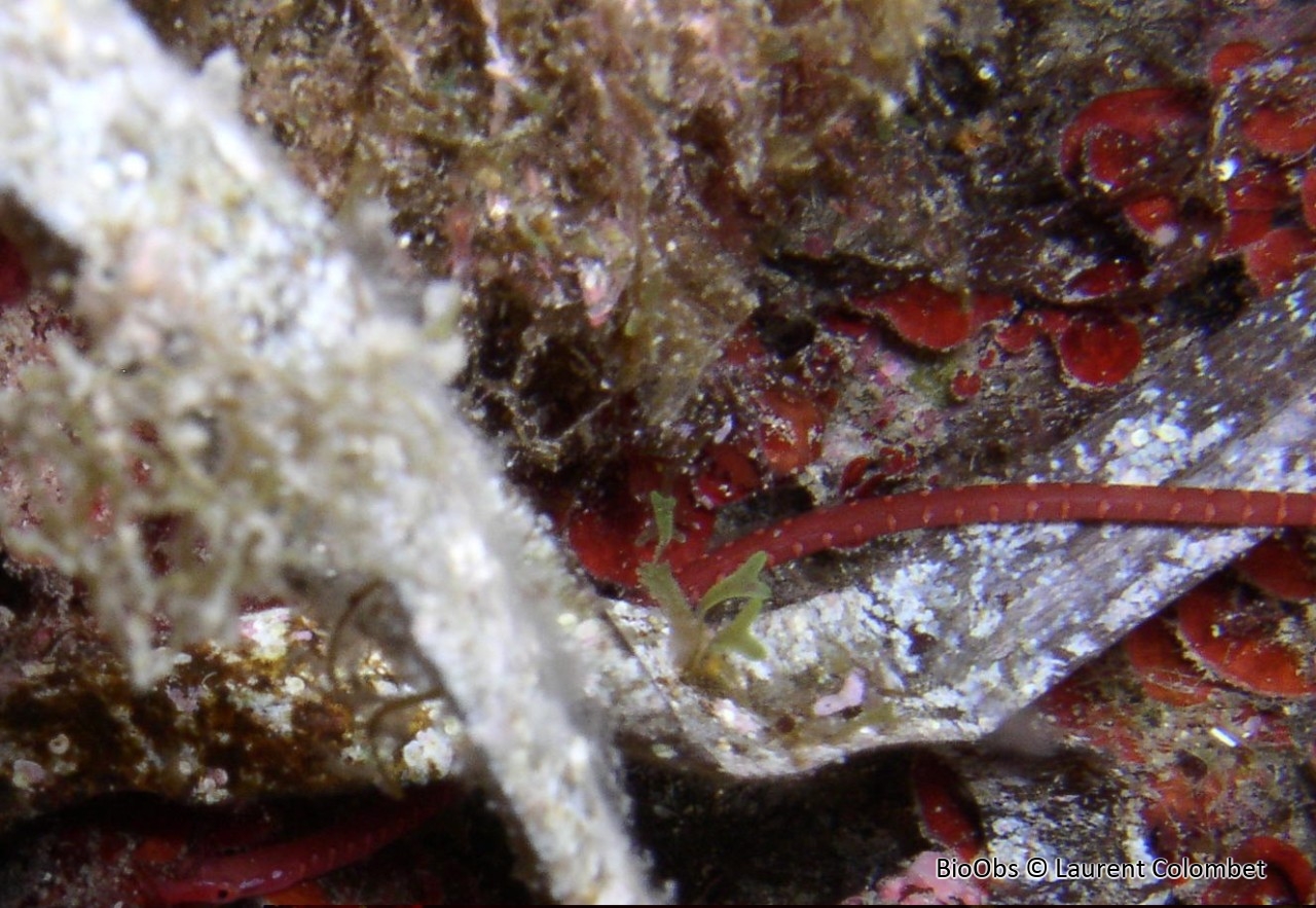 Nérophis tacheté - Nerophis maculatus - Laurent Colombet - BioObs