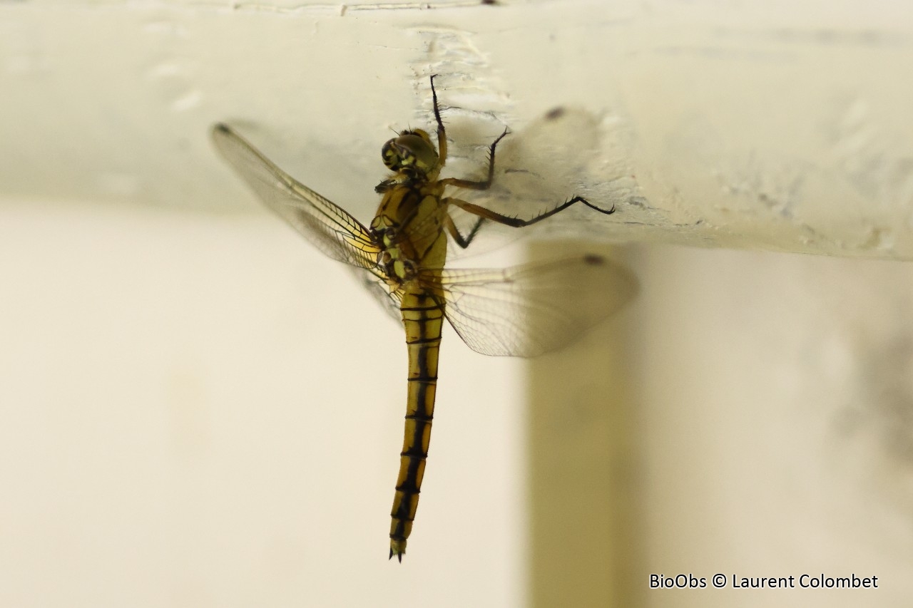 Orthétrum réticulé - Orthetrum cancellatum - Laurent Colombet - BioObs