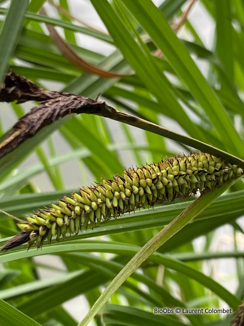 Laîche élevée - Carex elata - Laurent Colombet - BioObs