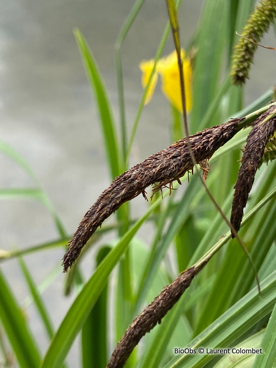 Laîche élevée - Carex elata - Laurent Colombet - BioObs