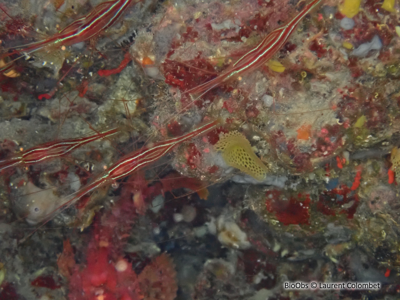 Crevette cavernicole rayée - Plesionika narval - Laurent Colombet - BioObs