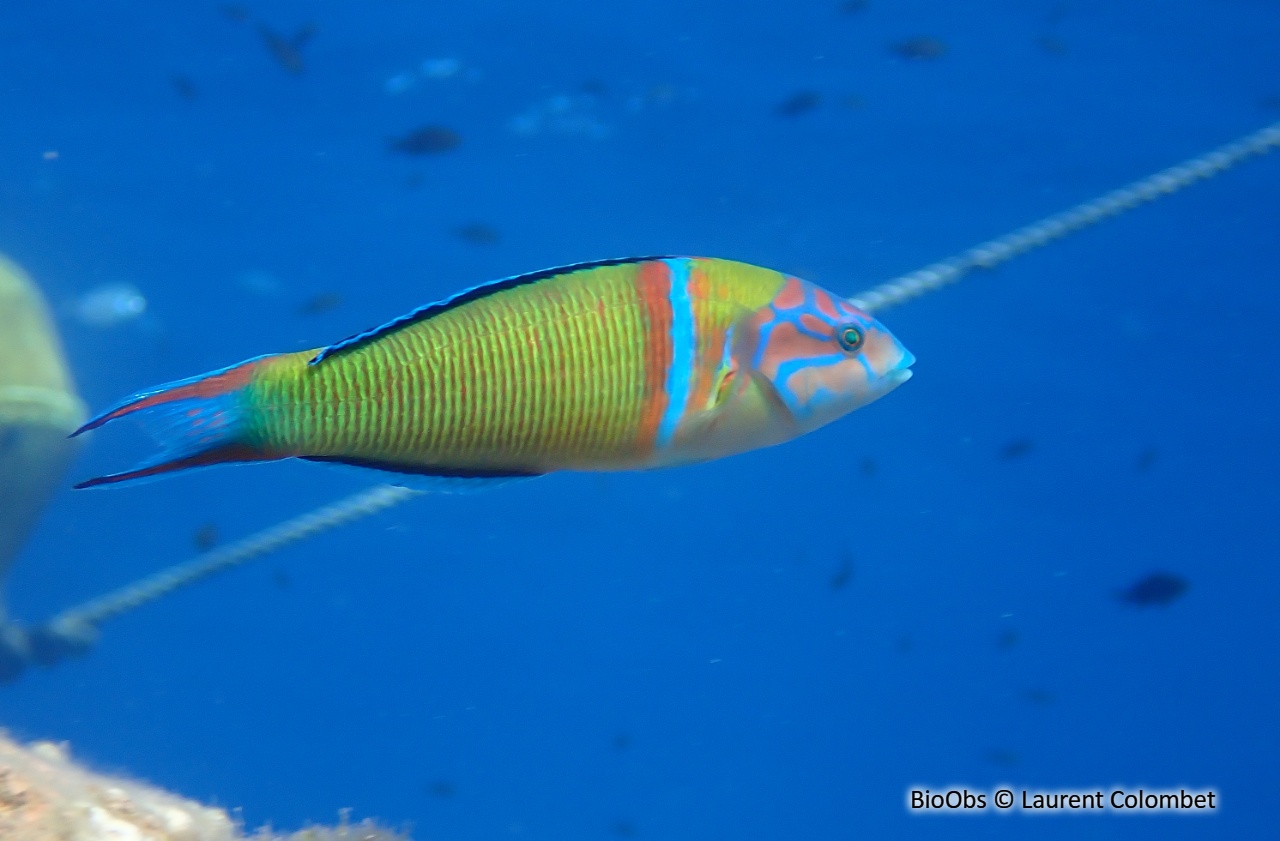 Girelle Paon Thalassoma Pavo BioObs