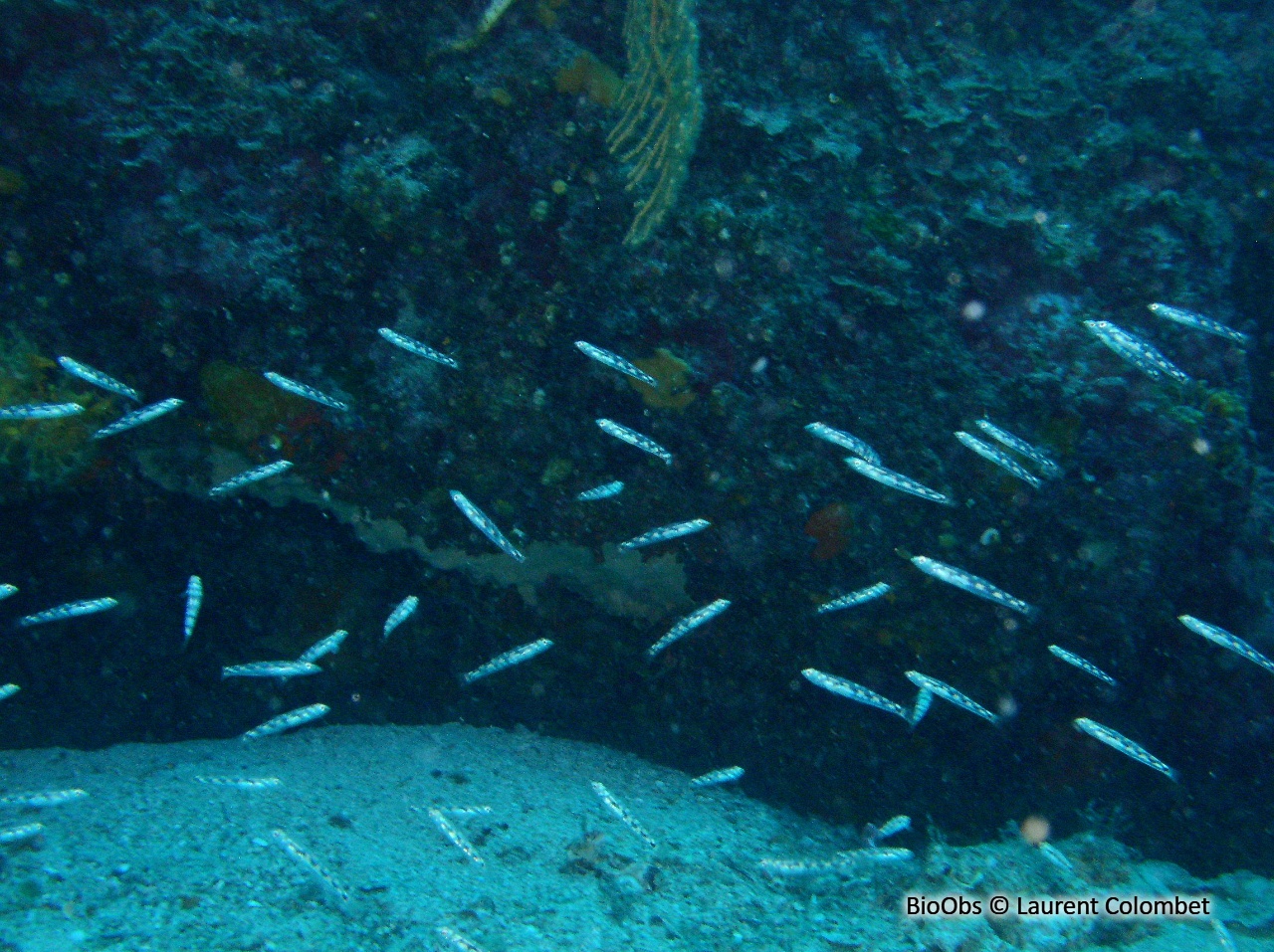 Gobie quagga - Pomatoschistus quagga - Laurent Colombet - BioObs