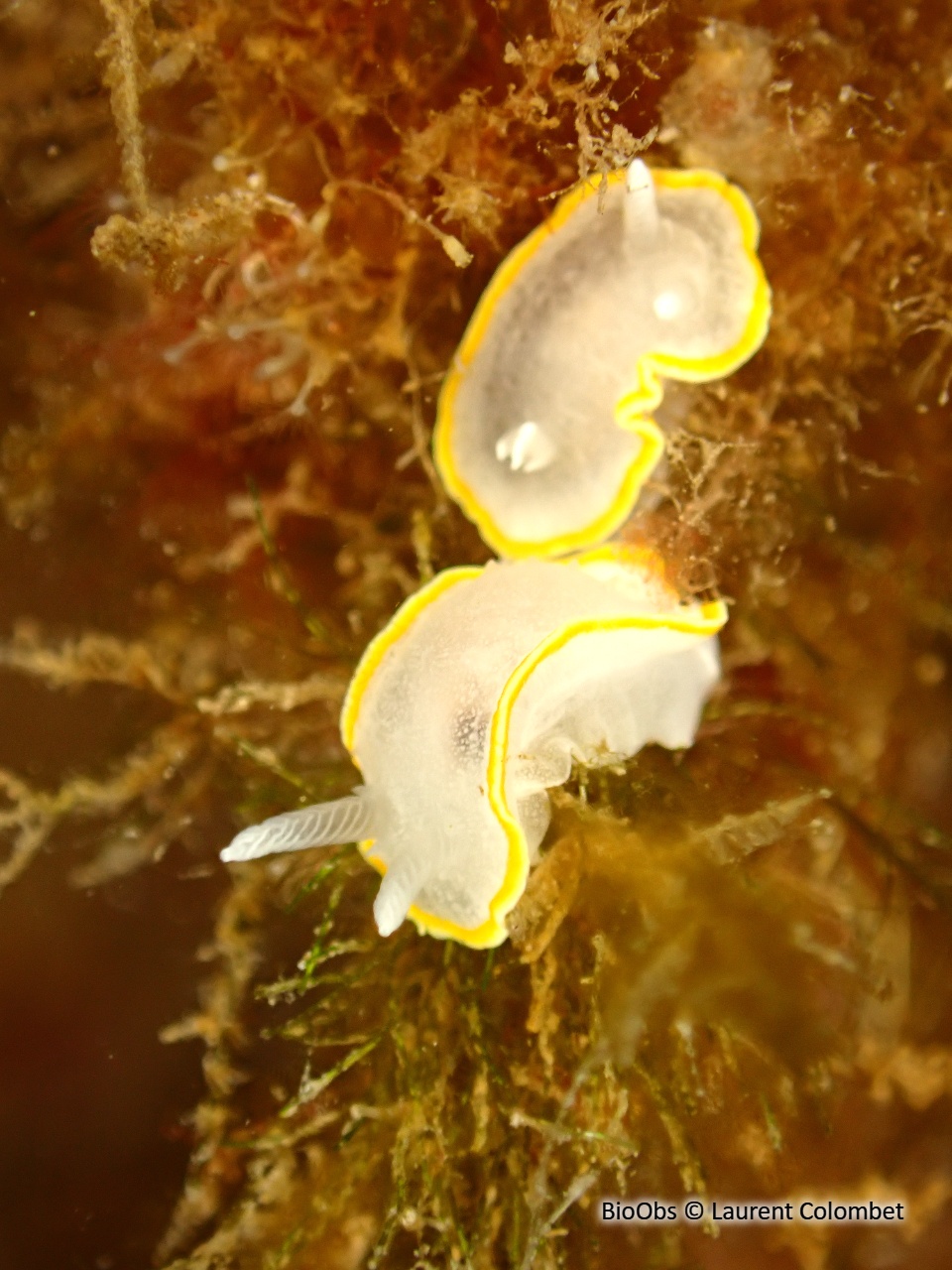 Doris blanc à couronne d'or - Diaphorodoris alba - Laurent Colombet - BioObs