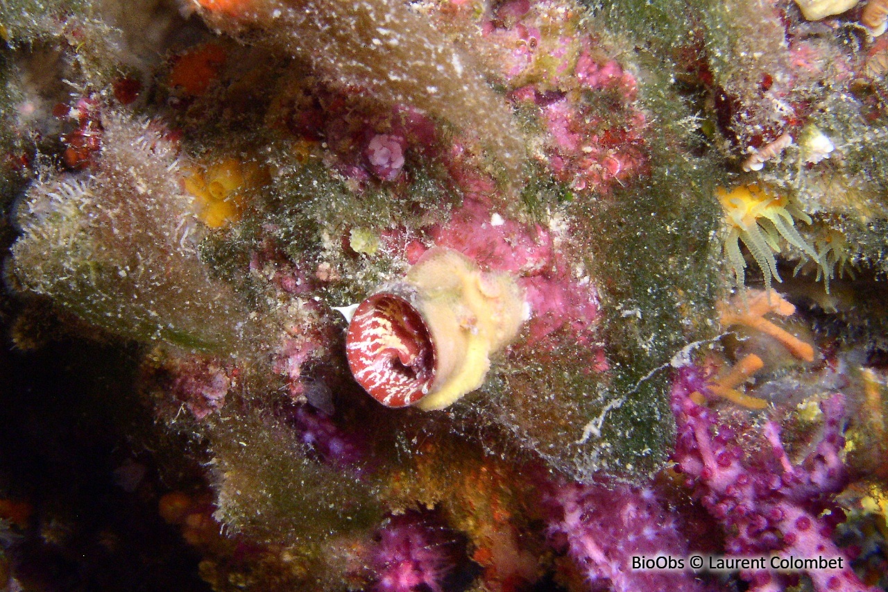 Petit vermet - Vermetus triquetrus - Laurent Colombet - BioObs