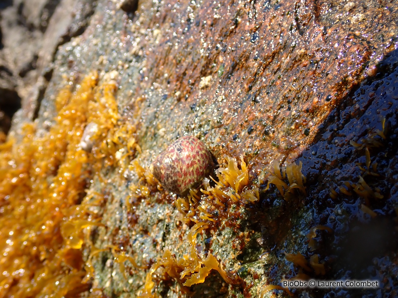 Gibbule toupie - Phorcus turbinatus - Laurent Colombet - BioObs