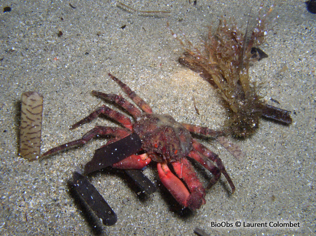 Araignée de mer ridée - Herbstia condyliata - Laurent Colombet - BioObs