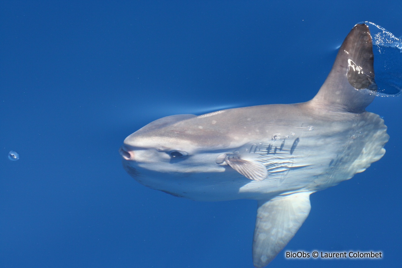 Poisson lune - Mola mola - Laurent Colombet - BioObs