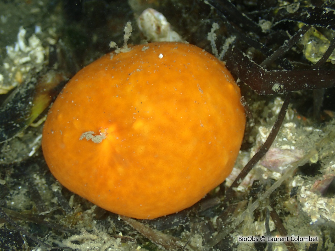 Eponge balle - Suberites carnosus - Laurent Colombet - BioObs