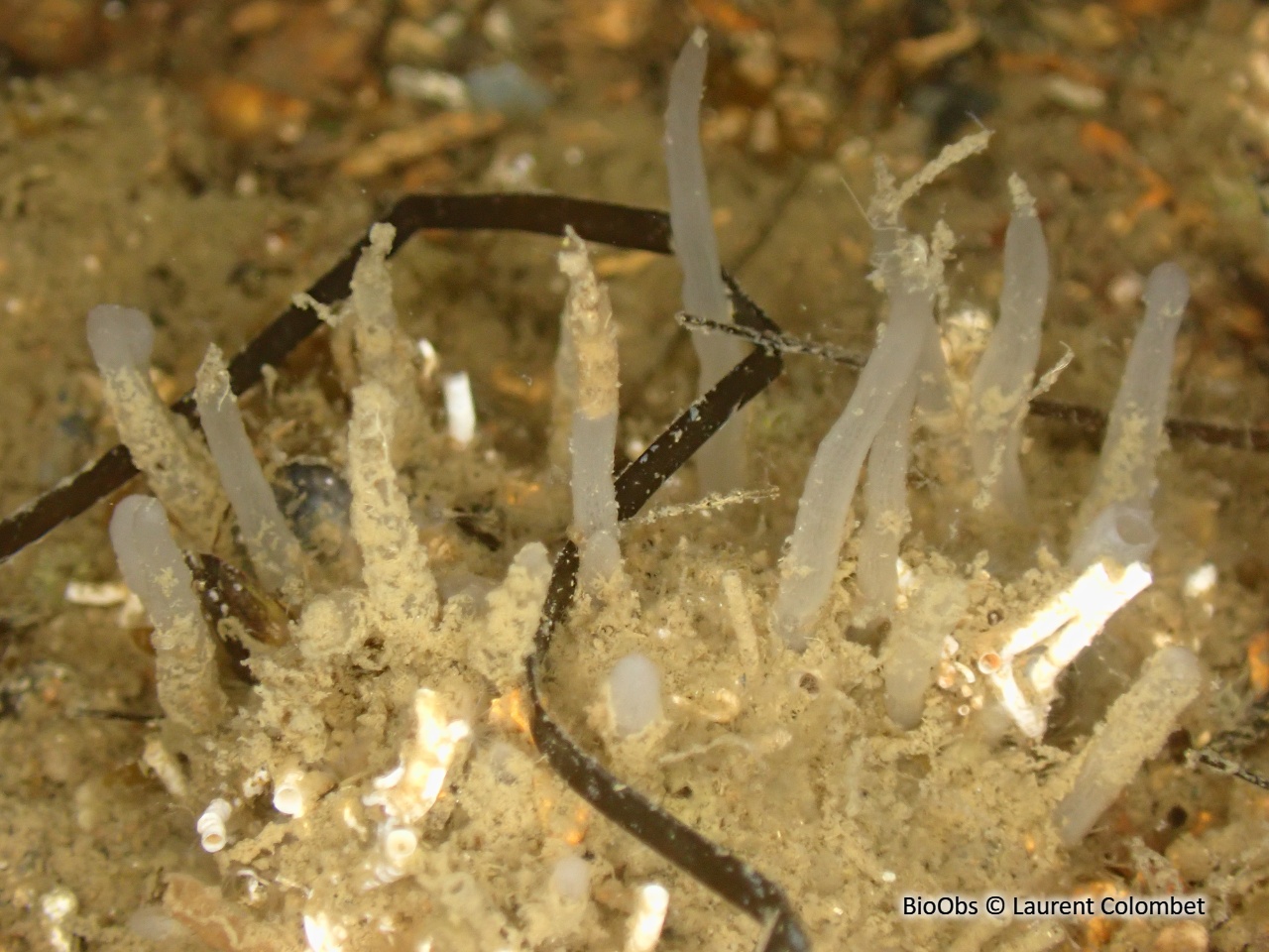 Eponge-fistule blanc-fauve - Oceanapia isodictyiformis - Laurent Colombet - BioObs