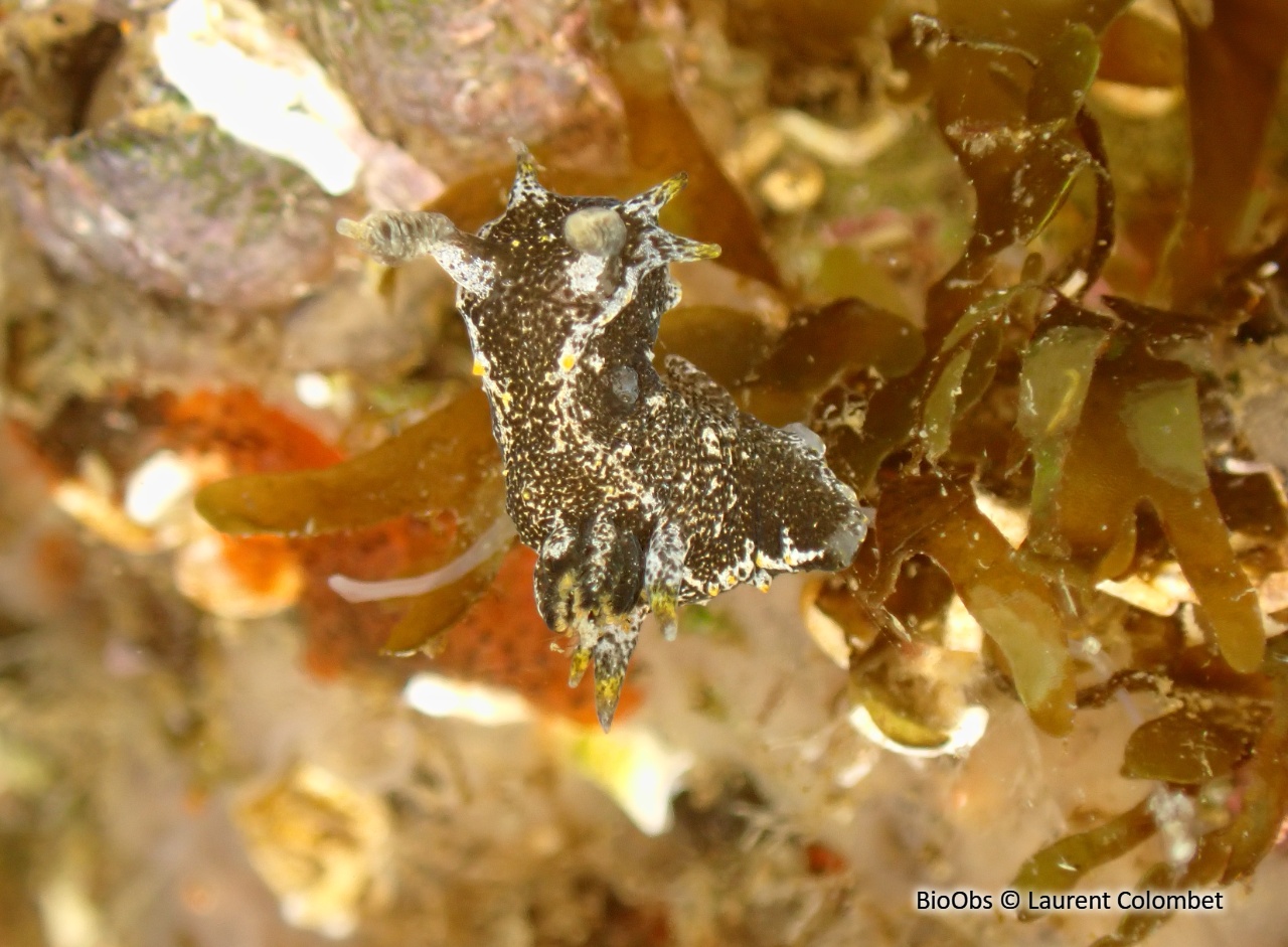 Polycère de Hedgpeth - Polycera hedgpethi - Laurent Colombet - BioObs
