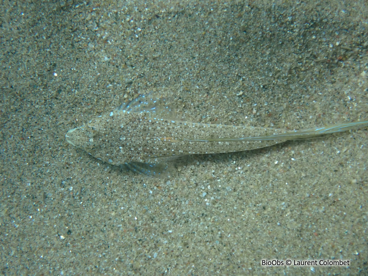 Dragonnet élégant - Callionymus pusillus - Laurent Colombet - BioObs