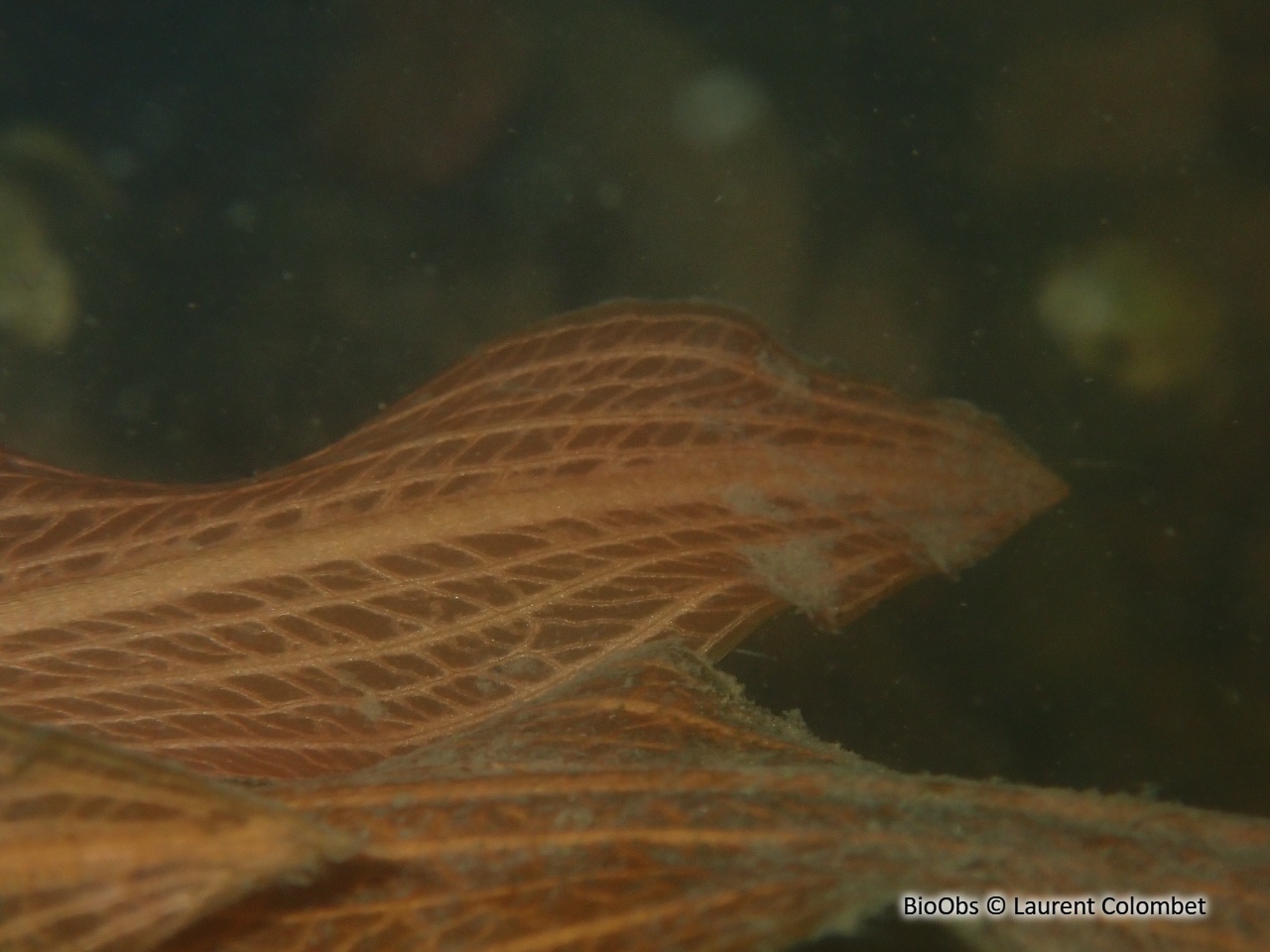Potamot noueux - Potamogeton nodosus - Laurent Colombet - BioObs