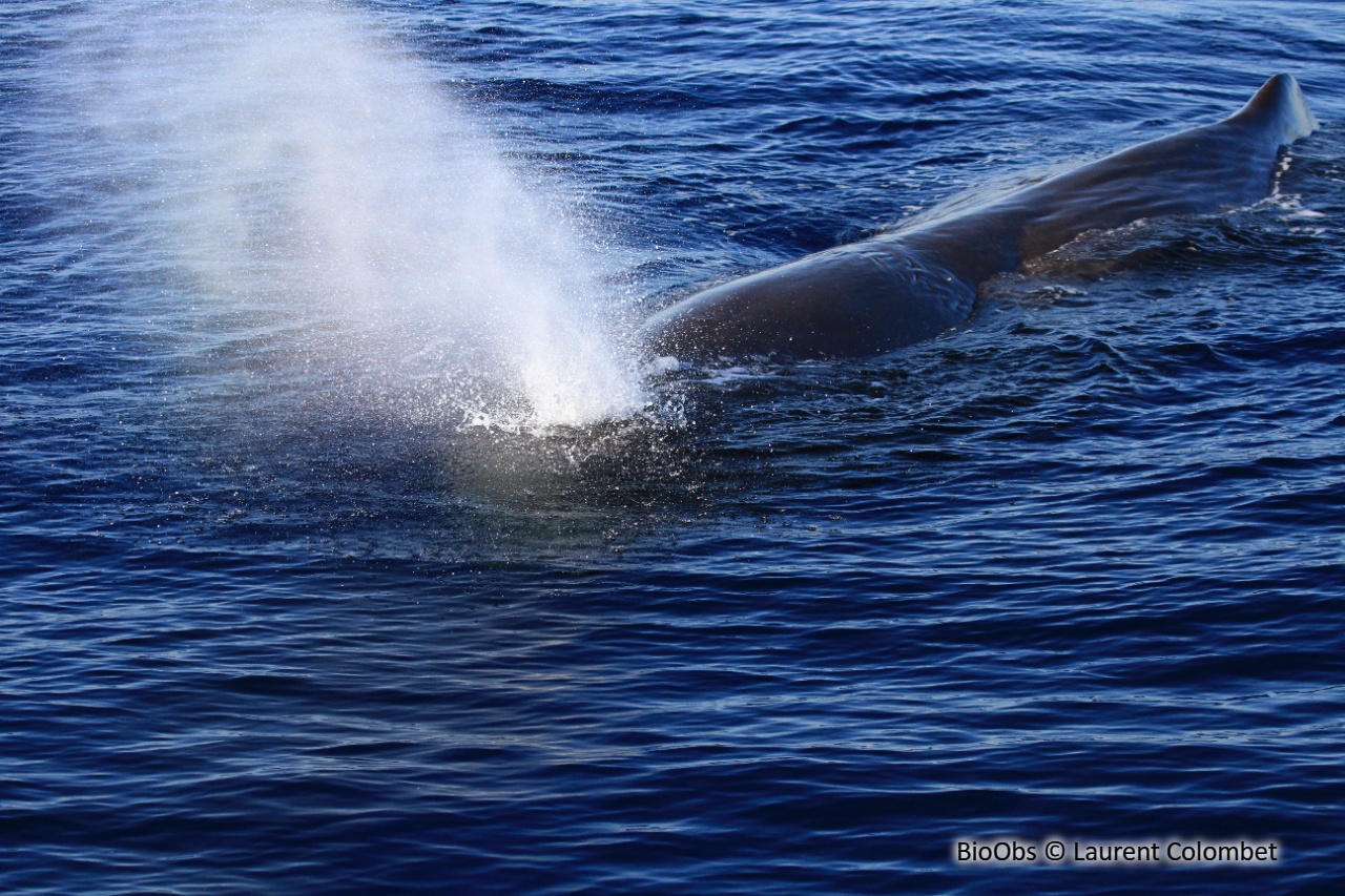 Cachalot - Physeter macrocephalus - Laurent Colombet - BioObs