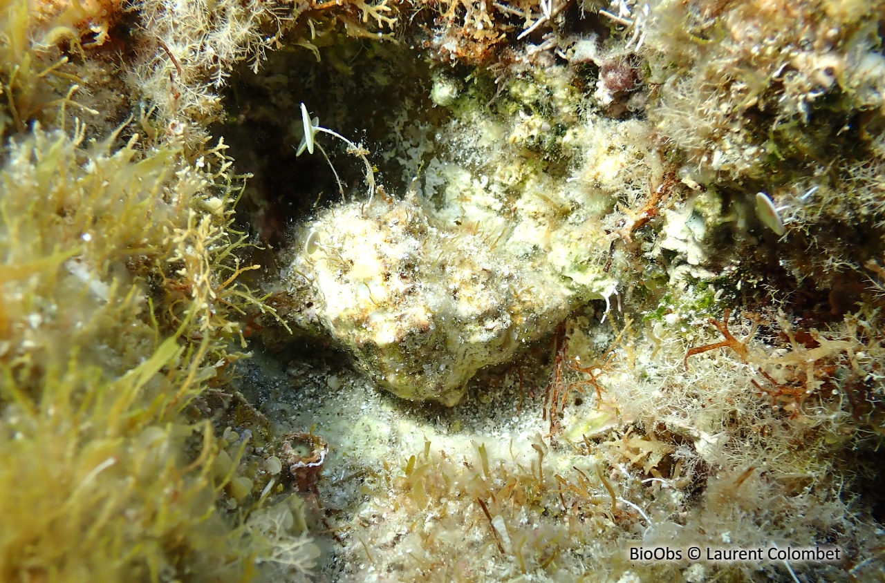Bouche de sang - Stramonita haemastoma - Laurent Colombet - BioObs