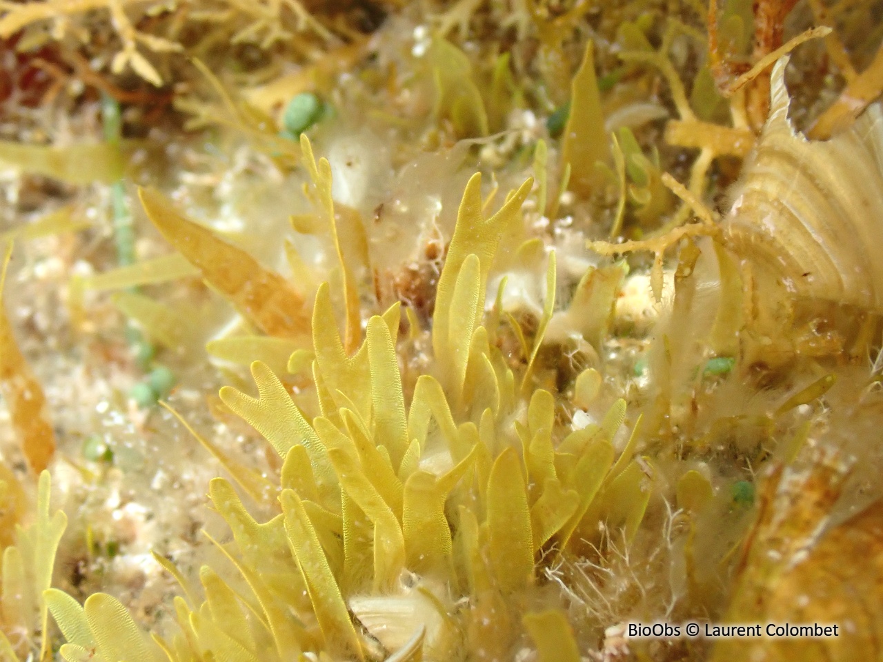 Dictyote spatulée - Dictyota spiralis - Laurent Colombet - BioObs