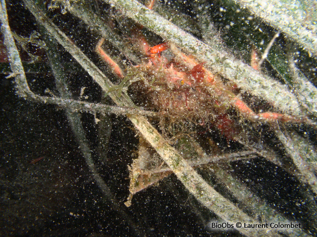 Petite araignée de mer - Maja crispata - Laurent Colombet - BioObs