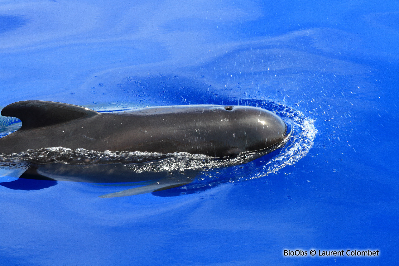 Globicéphale noir - Globicephala melas - Laurent Colombet - BioObs