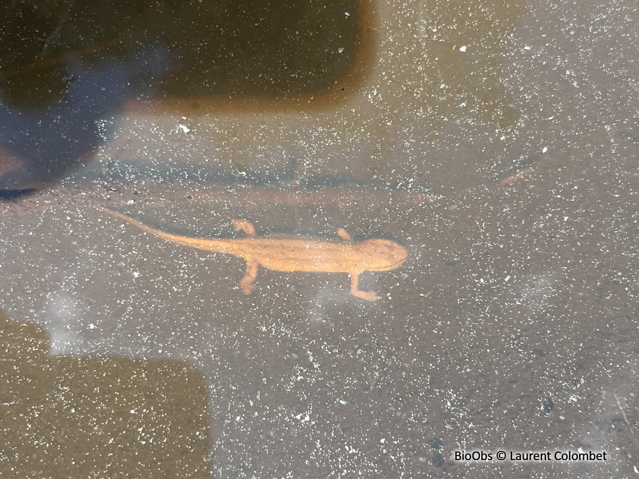 Triton palmé - Lissotriton helveticus - Laurent Colombet - BioObs