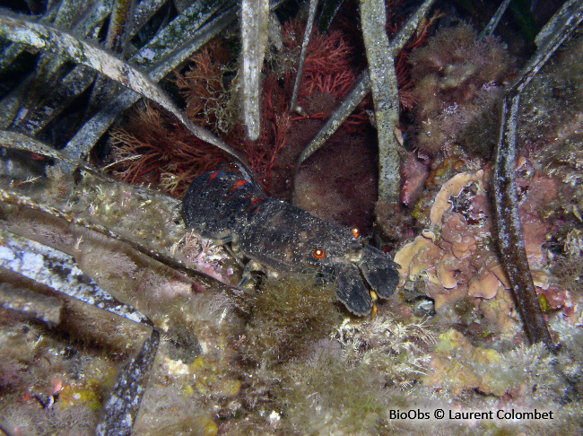 Petite cigale de mer - Scyllarus arctus - Laurent Colombet - BioObs