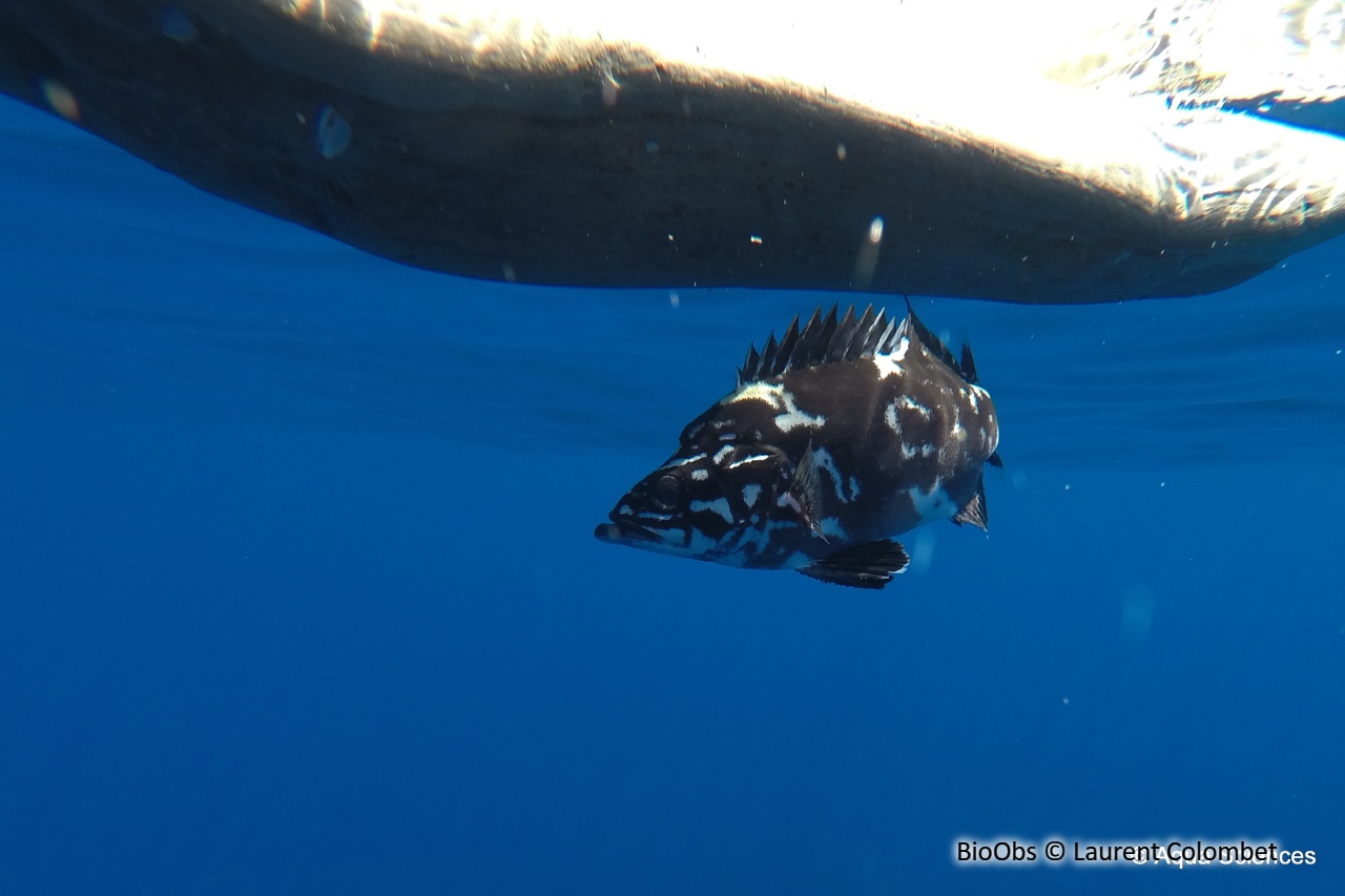 Cernier - Polyprion americanus - Laurent Colombet - BioObs