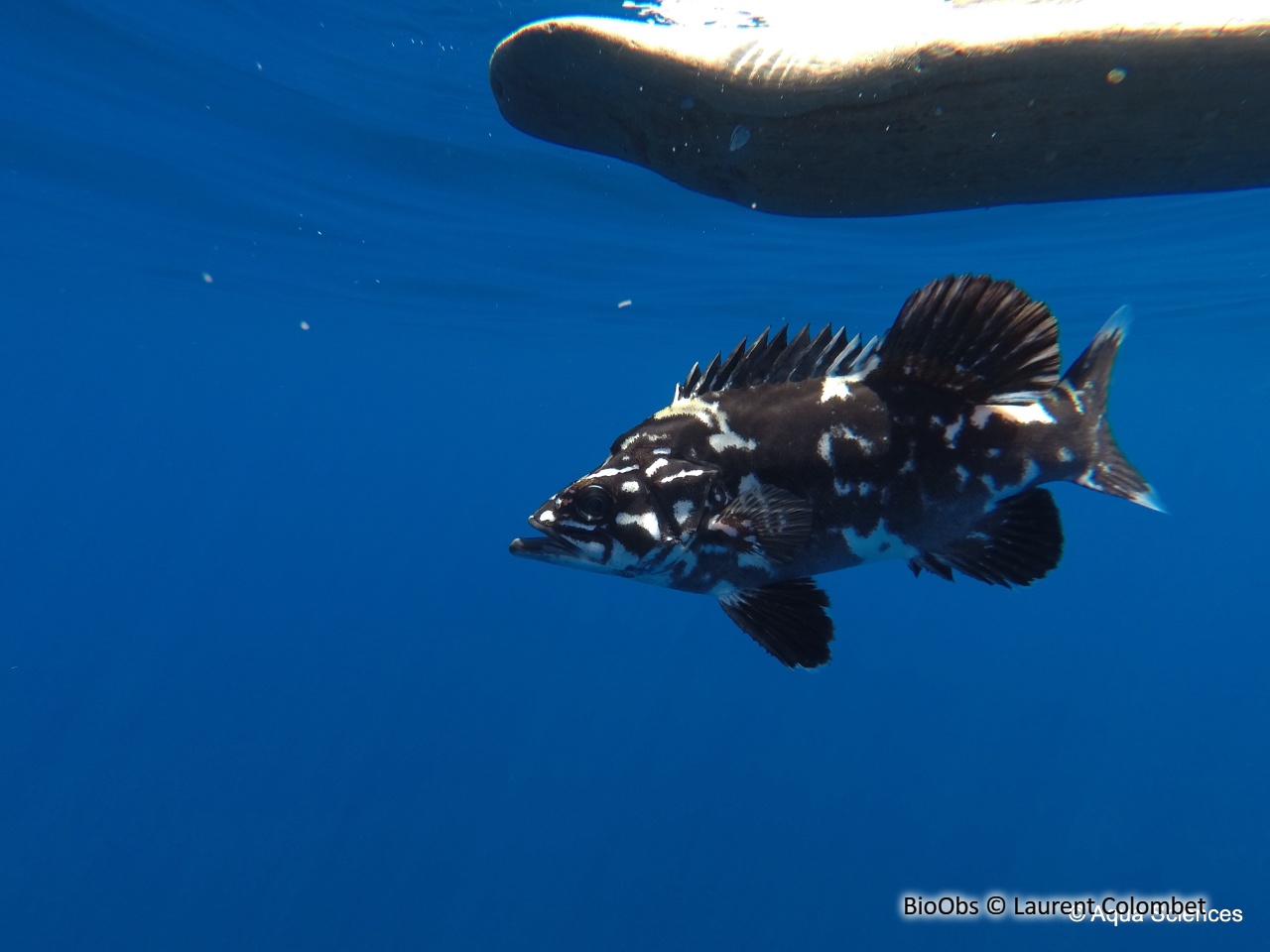 Cernier - Polyprion americanus - Laurent Colombet - BioObs