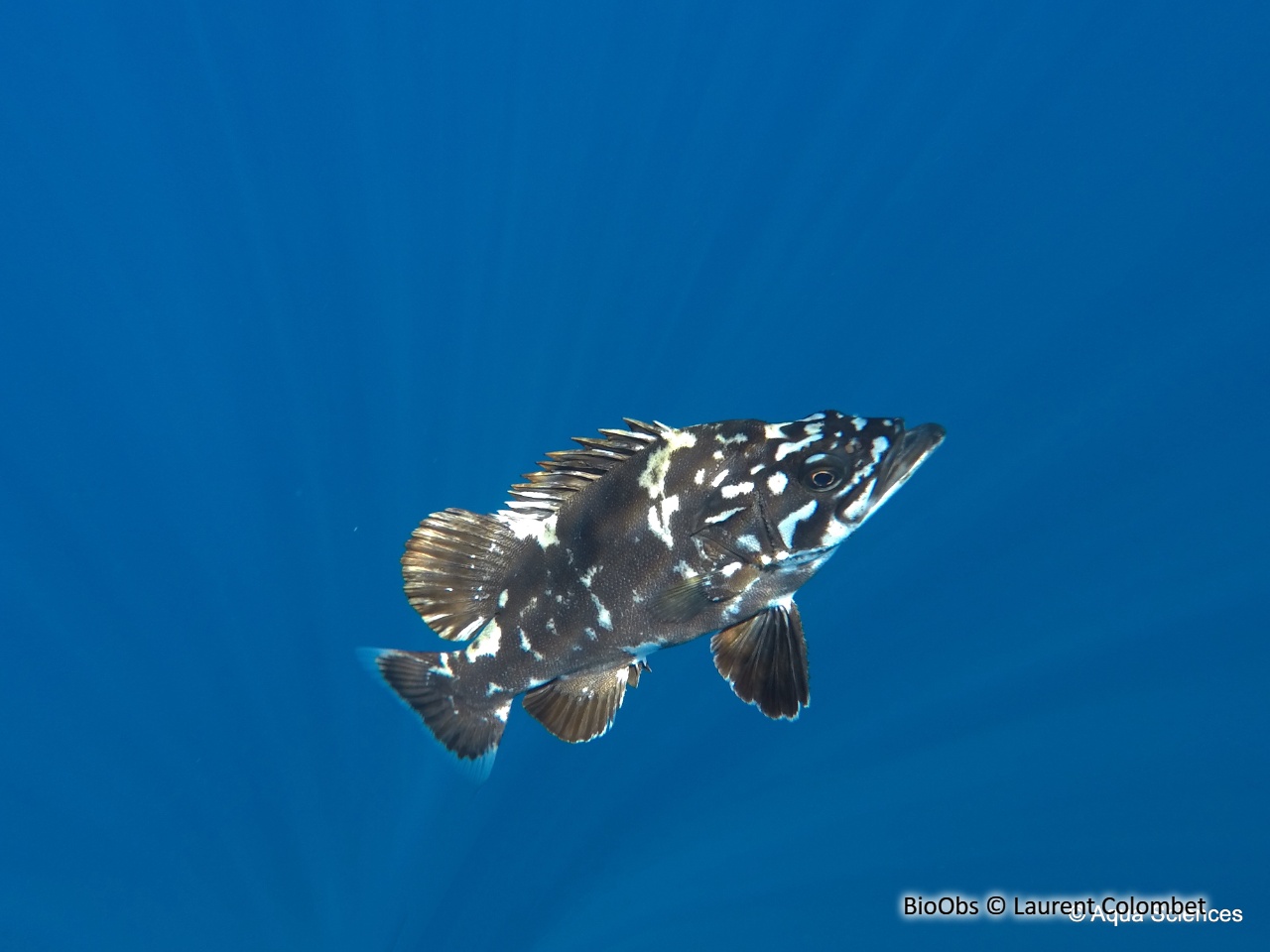 Cernier - Polyprion americanus - Laurent Colombet - BioObs