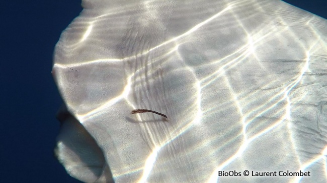 Pennelle des grands poissons - Pennella filosa - Laurent Colombet - BioObs