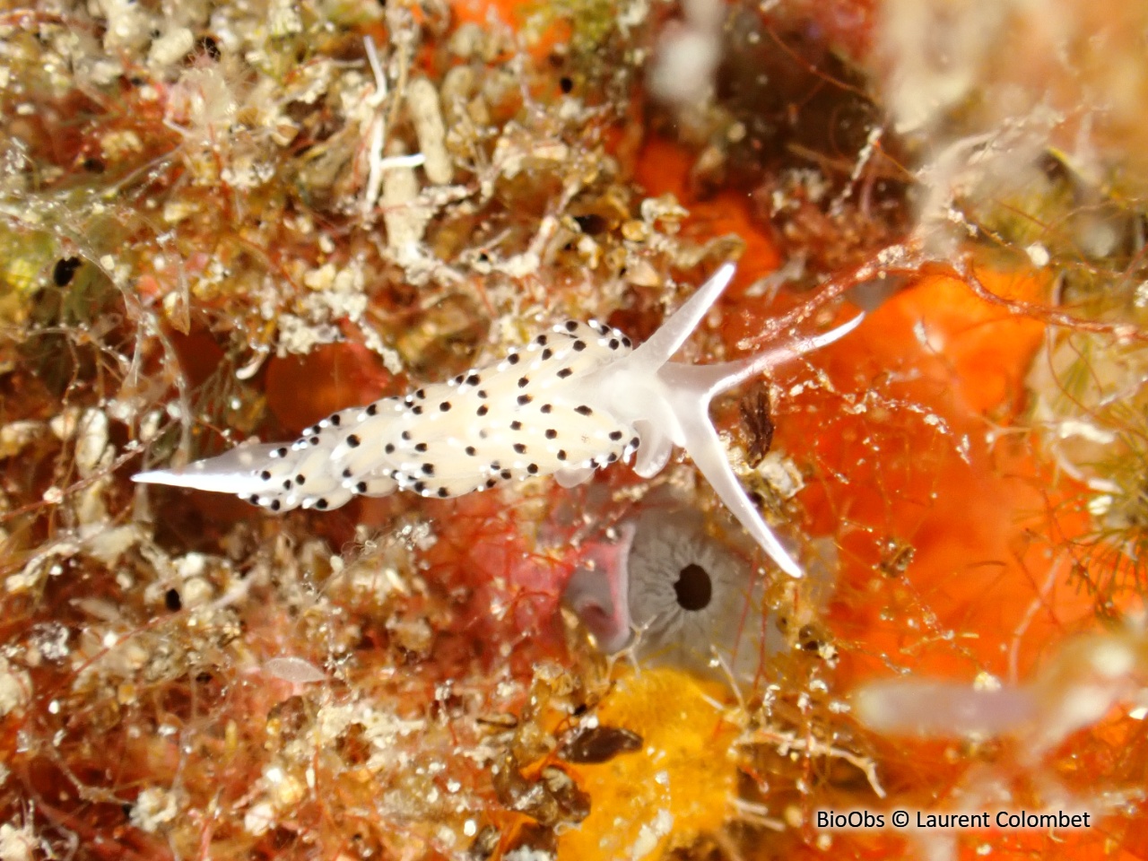 Faceline à ponctuations noires - Caloria elegans - Laurent Colombet - BioObs