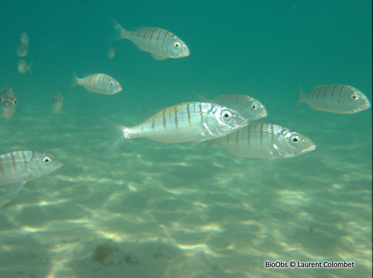 Marbré - Lithognathus mormyrus - Laurent Colombet - BioObs