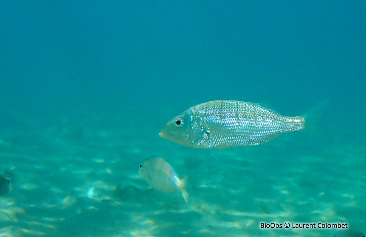 Marbré - Lithognathus mormyrus - Laurent Colombet - BioObs