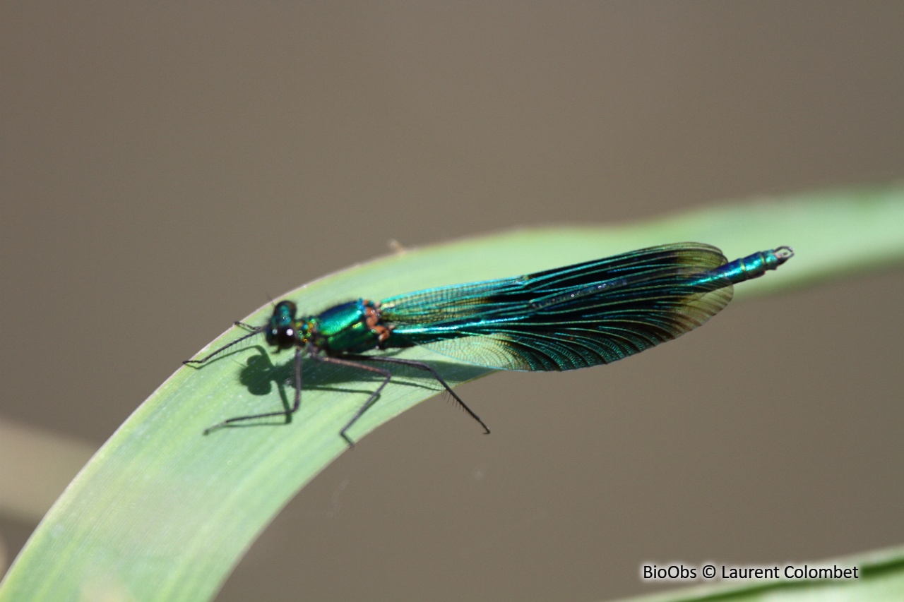 Caloptéryx éclatant - Calopteryx splendens - Laurent Colombet - BioObs