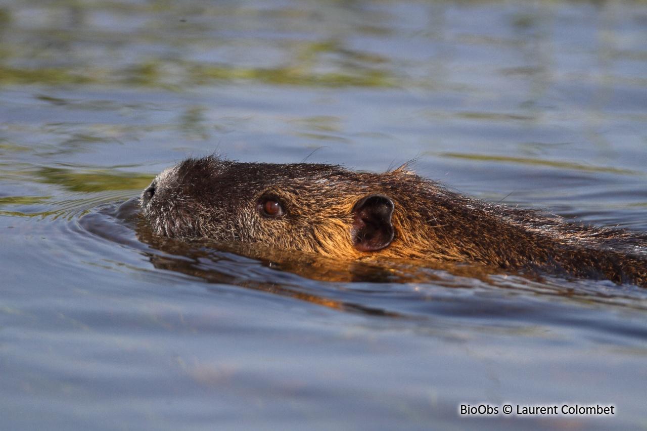 Ragondin - Myocastor coypus - Laurent Colombet - BioObs