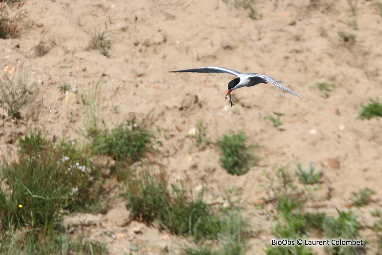 Sterne pierregarin - Sterna hirundo - Laurent Colombet - BioObs