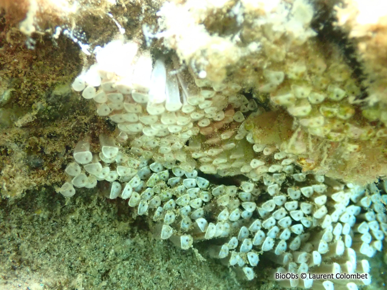 Bouche de sang ponte - Stramonita - Laurent Colombet - BioObs