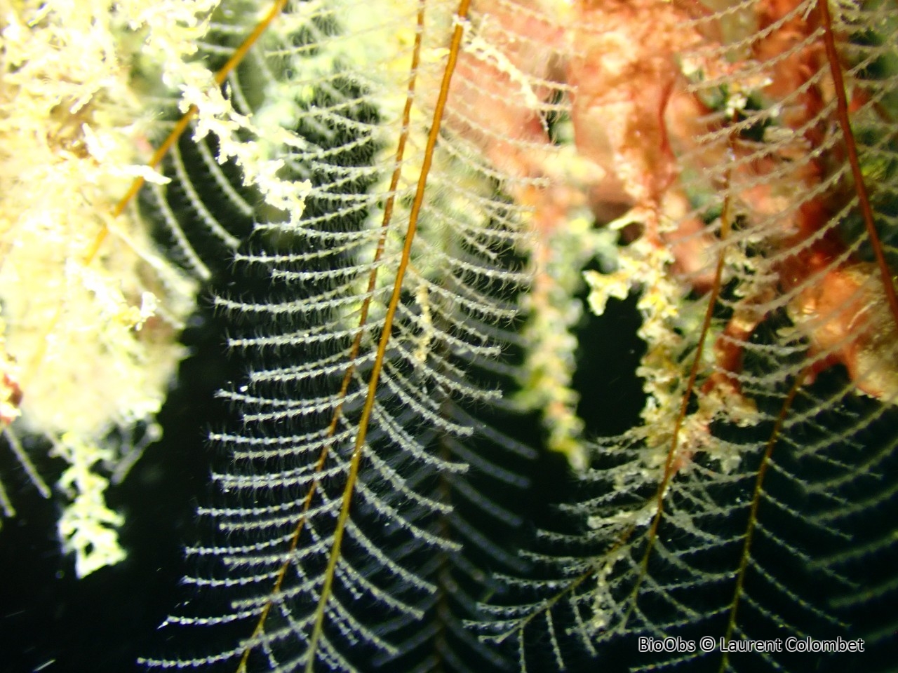 Aglaophénia allongée - Aglaophenia elongata - Laurent Colombet - BioObs