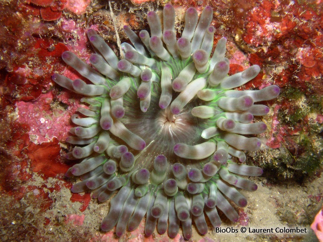 Anémone charnue - Cribrinopsis crassa - Laurent Colombet - BioObs